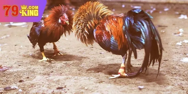 đá gà cựa